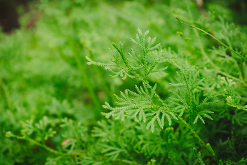 Close up of green ferns in nature.