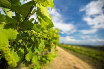 Slovakia spring vineyard first grape sprouts