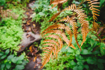 Dry fern on a green background.