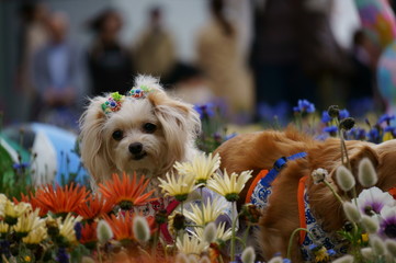 犬 (Dog)