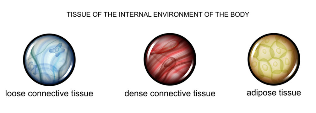 tissue of the internal environment of the body