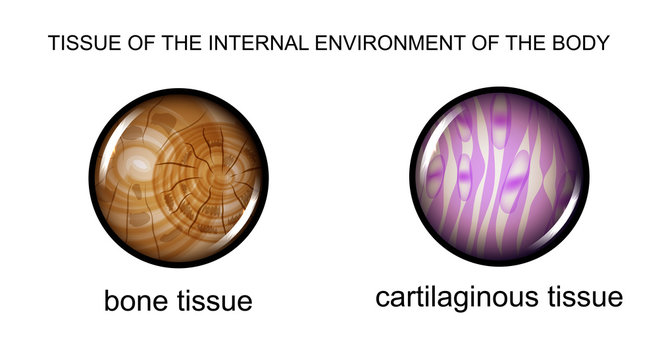 tissue of the internal environment