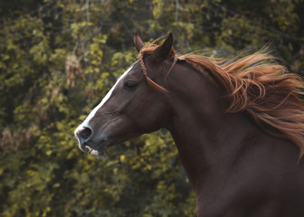 Portrait of a red beautiful horse in motion autumn