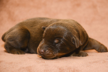 New born brown puppy sleeping