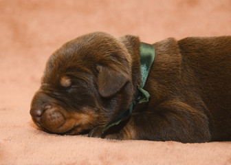 New born brown puppy sleeping