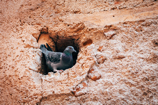 wild pegeon resting at wall