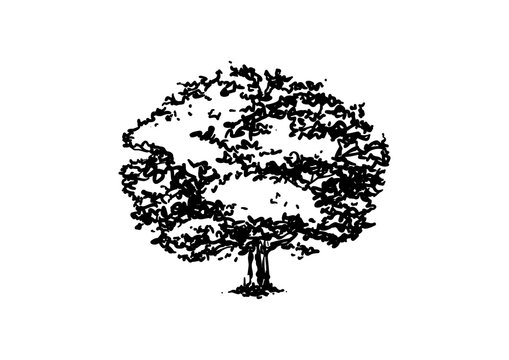 Oak Tree Hand Drawn Isolated