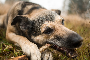 Close up portrait of a dog lying in the grass and chewing the stick