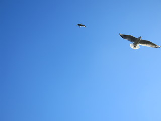 birds