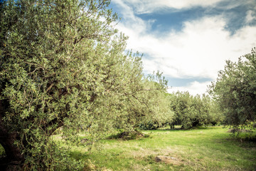 Fototapeta na wymiar Olive trees, green meadow and cloudy blue sky