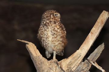 Steinkauz sitzt auf Baumstamm, Athene noctua
