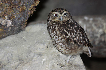 Steinkauz, Athene noctua