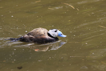 Weißkopfruderente schwimmt im Wasser, Oxyura leucocephala)