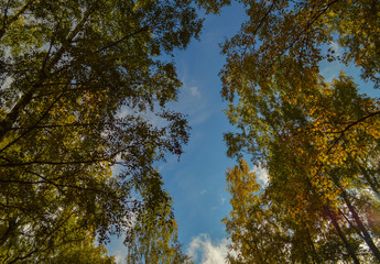 The sky, the trees, the sun. Nature in September.