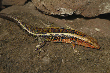 Zweistreifenskink, Maluya striata