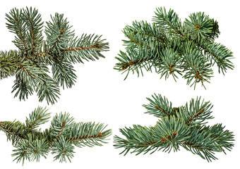 Obraz premium Green fir branch on white background with clipping pass