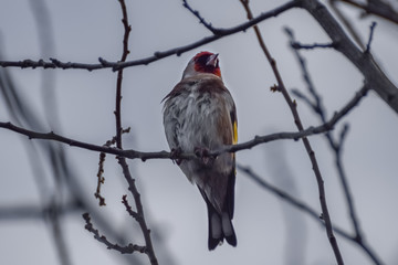 Goldfinch on a branch in a tree with grey cloudy sky in the netherlands