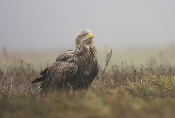 White tailed Eagle (Haliaeetus albicilla)