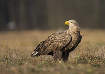 White tailed Eagle (Haliaeetus albicilla)