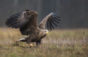Obraz premium White tailed Eagle (Haliaeetus albicilla)
