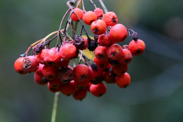 Rowan berries hanging on a tree