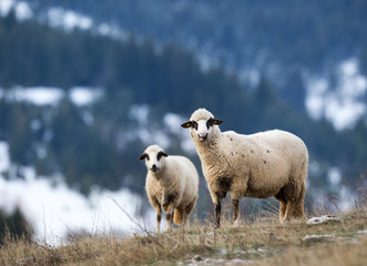 Sheep grazing on hillside with forest in background