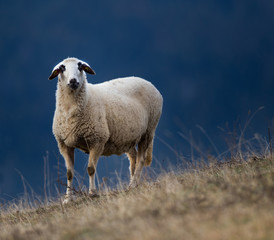 Sheep grazing on hillside with forest in background