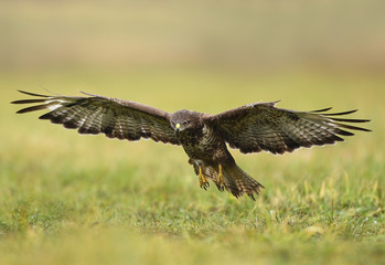 Obraz premium Common buzzard (Buteo buteo)