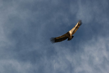 El vuelo del buitre