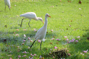 Egret on green grass at public park in Bangkok, Thailand.