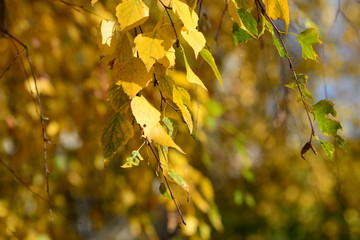 Yellow leaves on a birch tree