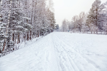 A path in the winter forest, a beautiful natural Christmas background