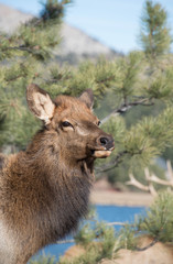 Fototapeta premium Elk cow closeup portrait in mountains near lake