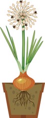 Onion bulb with green leaves and seed ball in pot on white background