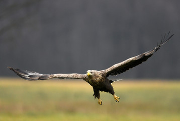 White tailed Eagle (Haliaeetus albicilla)