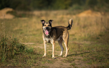 Naklejka na ściany i meble Portrait of beautiful happy dog, looking at camera, standing in a sunny meadow