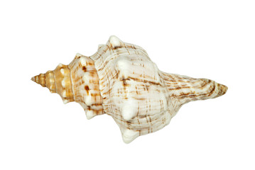 shell of a sea mollusk with picturesque bumps, pattern, stripes and specks isolated