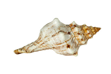shell of a sea mollusk with picturesque bumps, pattern, stripes and specks isolated