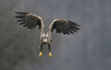 White tailed Eagle (Haliaeetus albicilla)