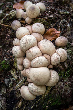  Lycoperdon pyriforme - Inedible fungus