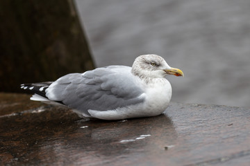 Möwe am Hafen