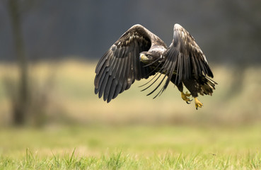 White tailed Eagle (Haliaeetus albicilla)