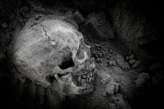 Still life of skull