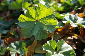 Hierba del campo primer plano en alta definición 