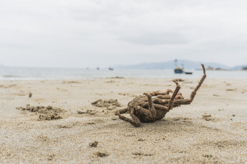 a dead crab on the beach of the sea