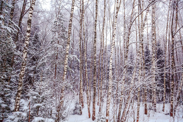 Fototapeta premium Winter Forest on the Christmas Eve, Landscape, Background
