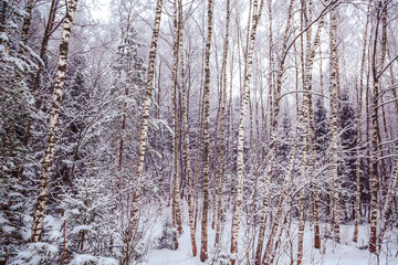 Winter Forest on the Christmas Eve, Landscape, Background