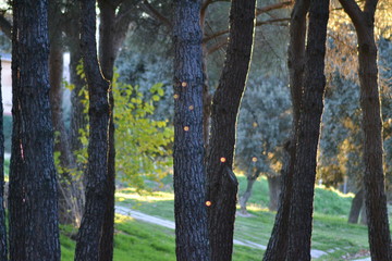  Polvo al trasluz en el bosque