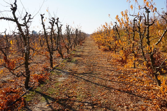Campo de melocotones y nectarinas en oto&ntilde;o