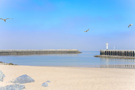 Oostende Beach, Ostende, Belgien, Möwe